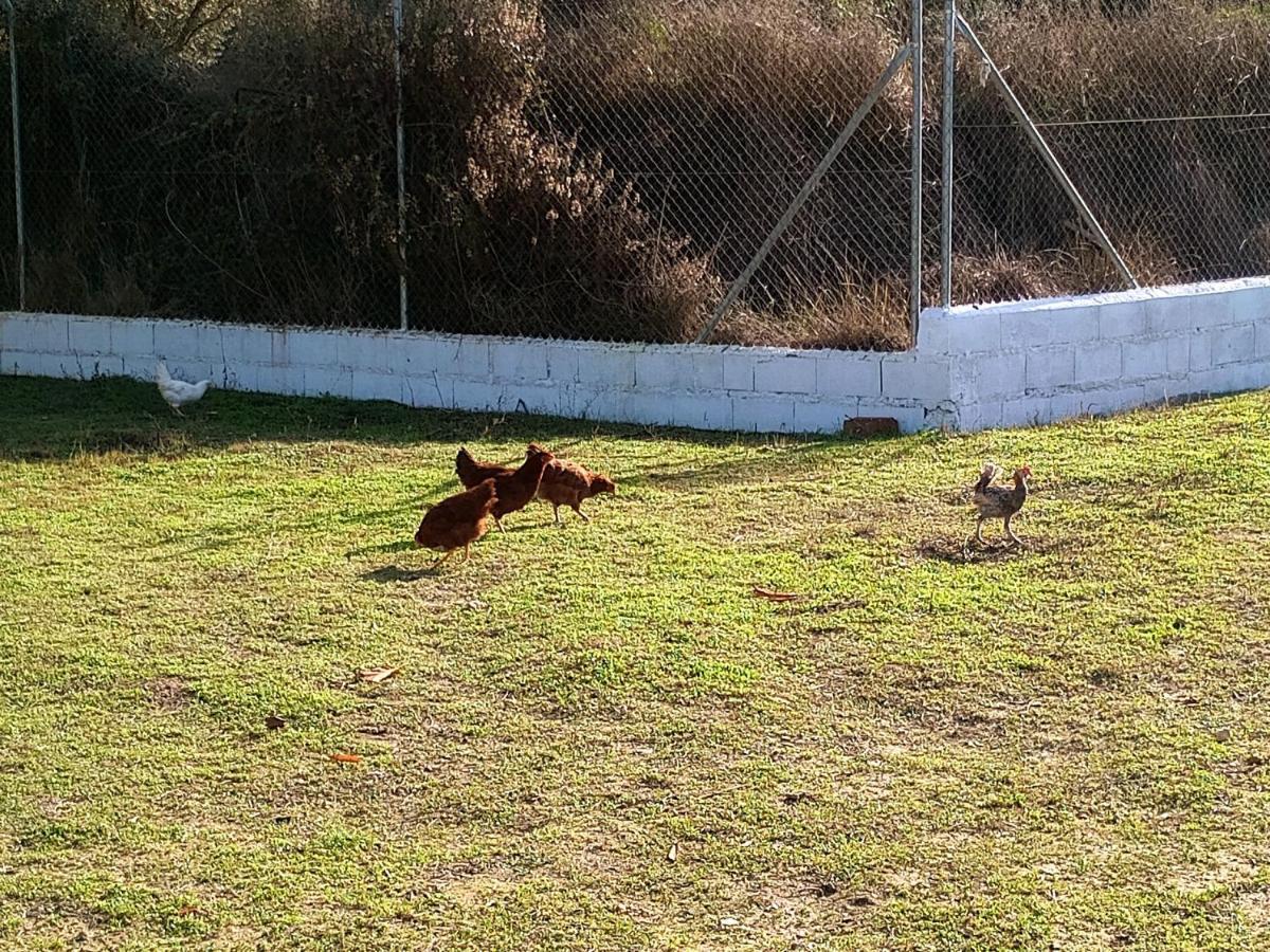 Casa De Campo Los Manueles Ideal Perros Pet Friendly Gójar Kültér fotó