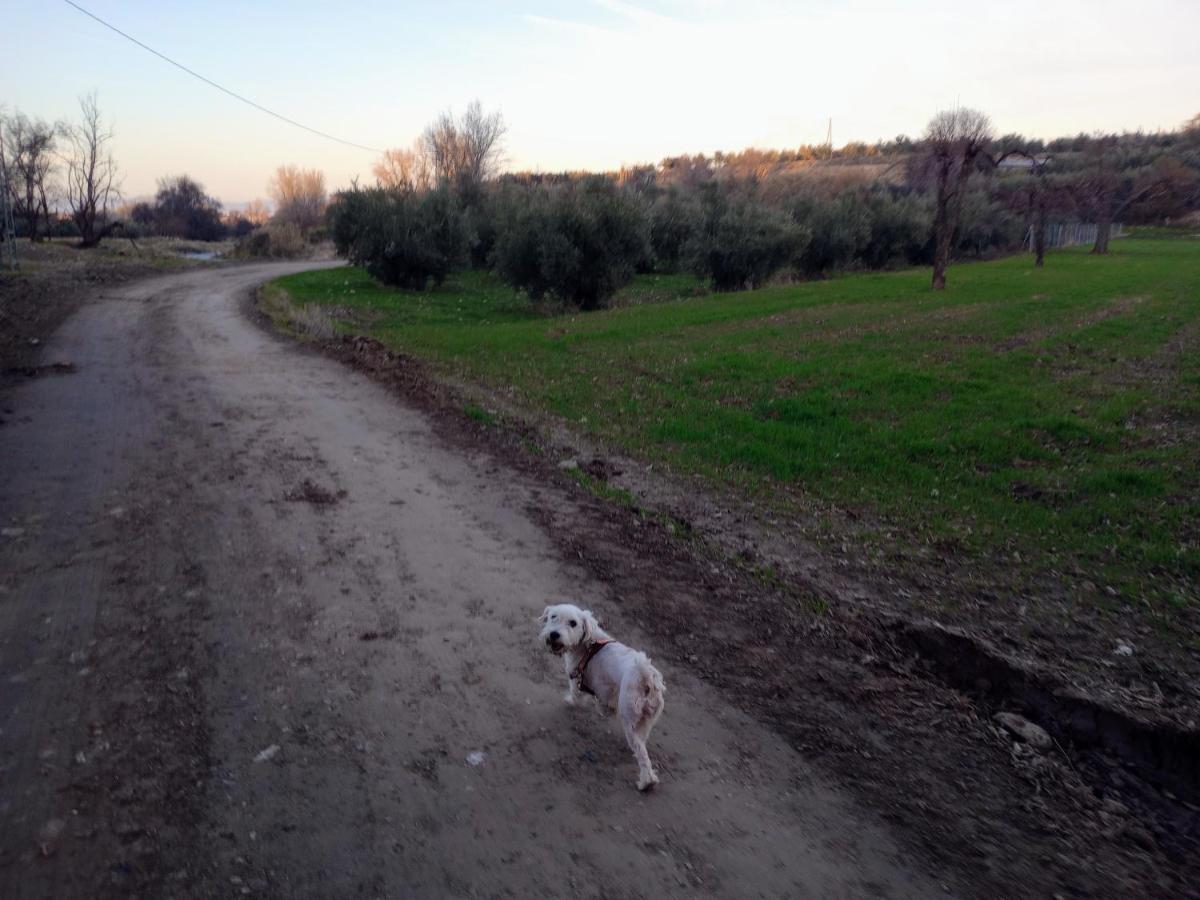 Casa De Campo Los Manueles Ideal Perros Pet Friendly Gójar Kültér fotó